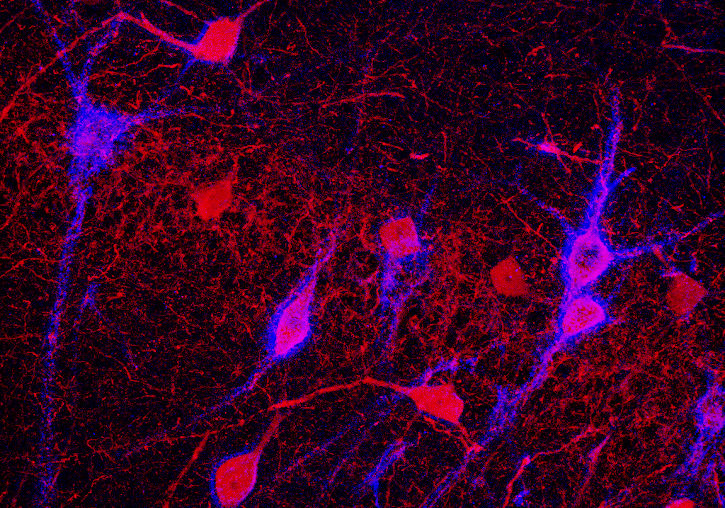 Inhibitory neurons (in red) surrounded by perineuronal nets (in blue). Author Juan Nácher.